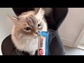 Siberian cat licking his treat