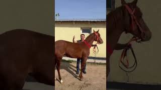 Болашақ чемпион Сызық қасқа 🏇