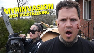 Myrinvasion, trädfällning & strulande vitvaror - Renoverar nya huset