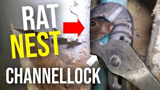 CHANNELLOCKS vs RATS!! THE BEST WAY TO GET RID OF RATS QUICKLY!!