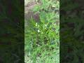 Parthenium hysterophorus, commonly known as Parthenium weed, carrot grass or congress grass. #plants