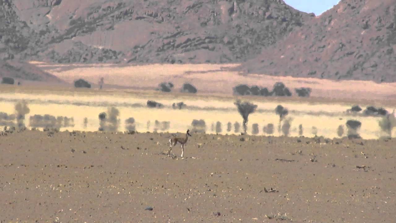Baby springbok