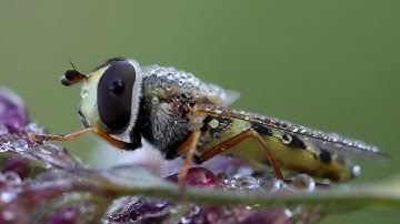 Preening Hoverfly