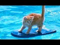 1  CHANCE that these animals WON T MAKE YOU LAUGH  – Funny ANIMALS IN POOLS videos