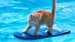 1% CHANCE that these animals WON'T MAKE YOU LAUGH! - Funny ANIMALS IN POOLS videos