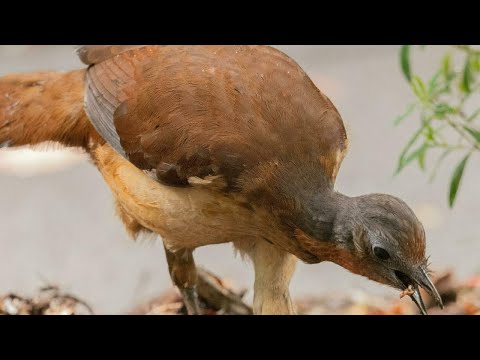 Canto do pássaro-lira de albert | Pássaros Org