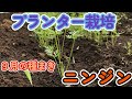 ニンジン栽培(プランター)9月でも間に合う!種まき