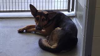 acs A681316