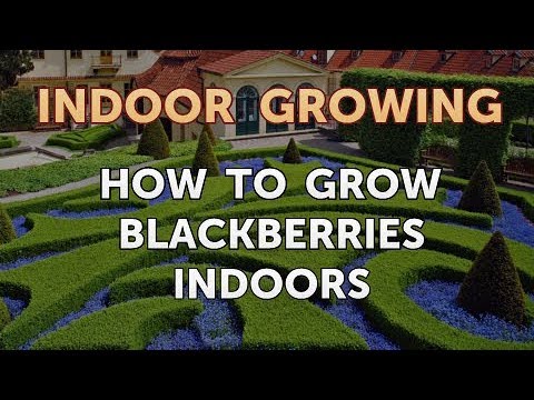 How to Grow Blackberries Indoors