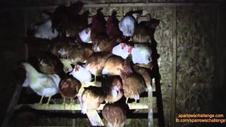 Chickens Sleeping - How Chickens Roost At Night