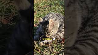 Cute Cats & Funny Animals: Comedy Movie Extravaganza by CuteAnimalFacts 1 view 3 months ago 1 minute, 11 seconds