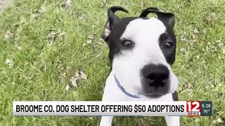 Broome County Dog Shelter offers $50 adoptions