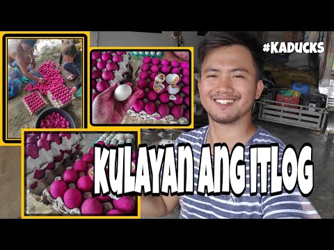 Video: Paano Mag-iniksyon Ng Pula Ng Itlog