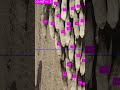 Real-Time Sheep Counter Using YOLO AI | Sheep Detection &amp; Counting in Seconds with YOLO