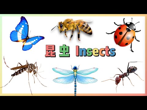 学中文---昆虫 | Learn Insects in Chinese | 中文加油站