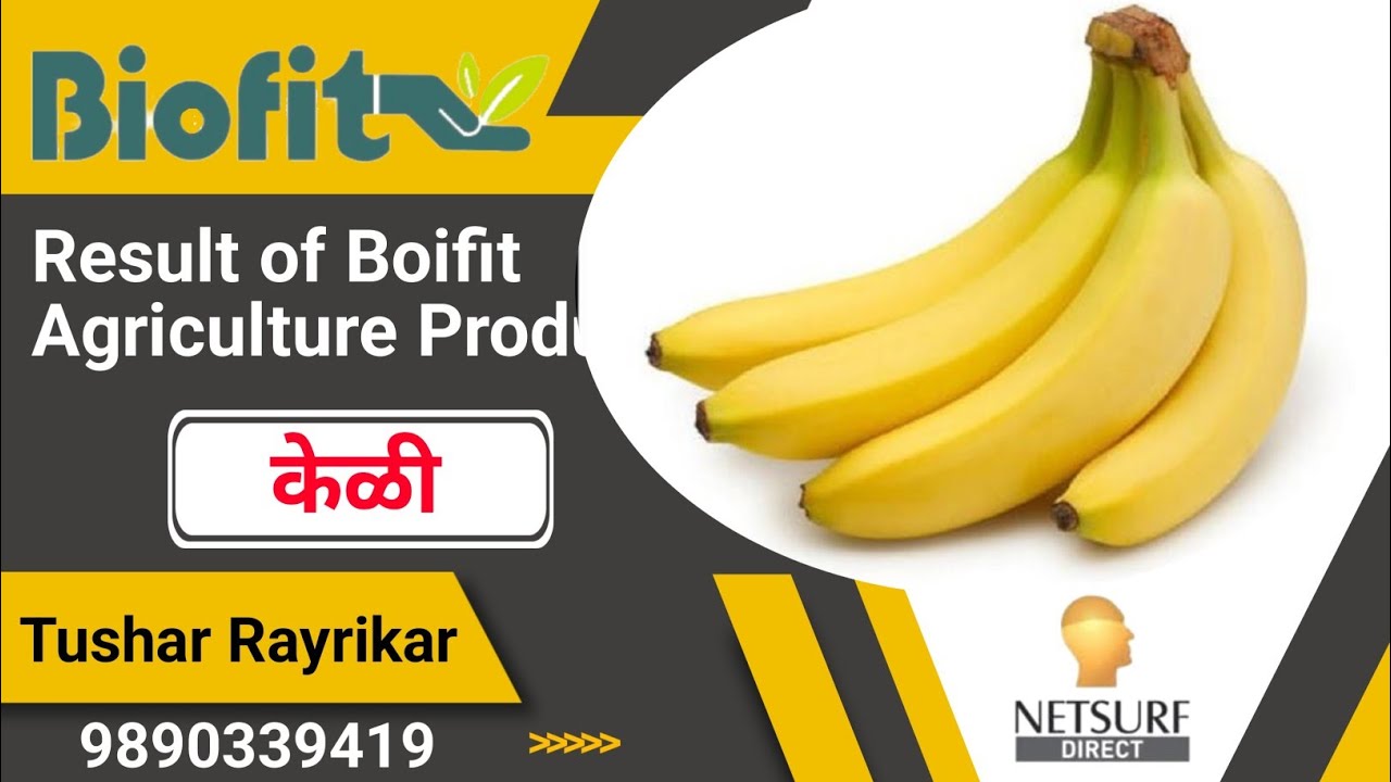 Netsurf biofit product banana result केळी रिझल्ट 🌱🍌🍌