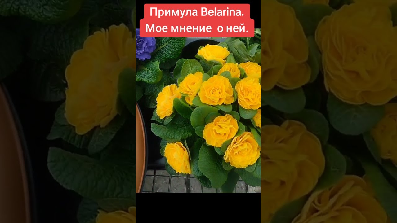 Мое мнение о примуле Belarina: стоит ли выращивать, продажа в рассаде? Вся правда о  многолетнике