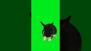 rabbit green screen copyright free video,#shorts