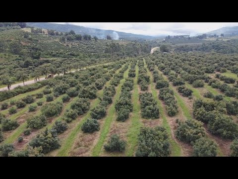 Vidéo: Qu'est-ce qu'un avocat en Afrique du Sud ?