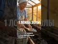 Посадка рассады томатов с горчицей и золой от вредителей #томаты #рассада #огород