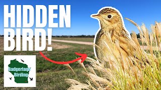 I Found An AMAZING Bird HIDDEN In A Farm Field!