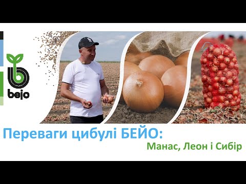 Яке обрати насіння цибулі? Про врожай цибулі Манас, Леон та Сибір у Вінницькій області