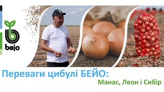 Яке обрати насіння цибулі? Про врожай цибулі Манас, Леон та Сибір у Вінницькій області