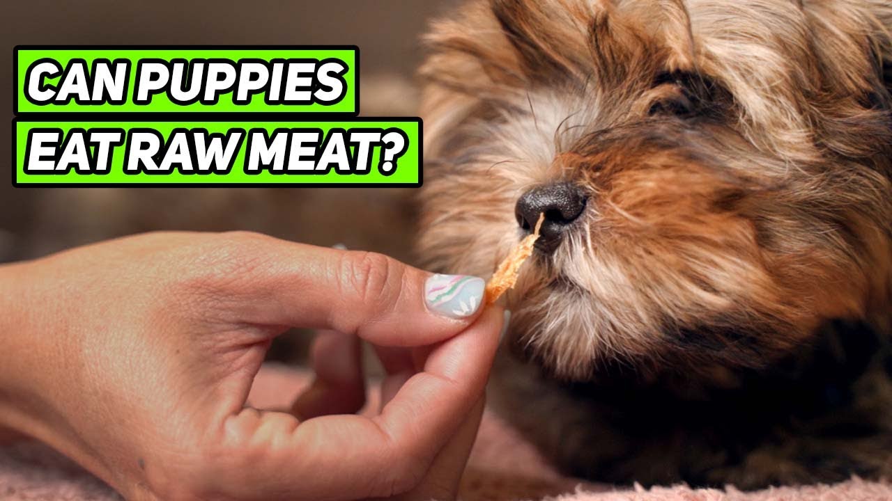 can you give puppies raw meat