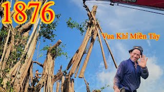 Hết hồn đến nín thở khi treo phần rễ của cây Gừa hơn 200 năm tuổi ở Miếu Ngũ Hành (5/9) Cutting tree