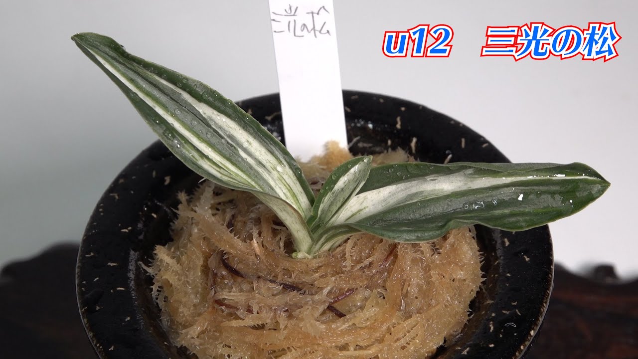 万年青おもと】千代田斑が一番明るいオモトといえばこれ！“三光の松