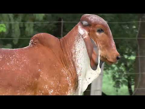 LOTE 69 • LEILÃO LIQUIDAÇÃO GIR LEITEIRO BELA VISTA • GBV 221