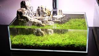 Nano Shallow Aquarium Setup - Easy Carpet Plants - Non Co2