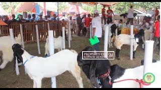 Seleksi Penjurian C Jantan  10 Besar Kontes Kambing Kaligesing pati 2018