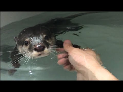 カワウソさくら 我が家流の風呂の入り方 How to take a bath at home with otters and cats