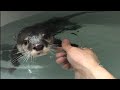カワウソさくら 我が家流の風呂の入り方 How to take a bath at home with otter and cat