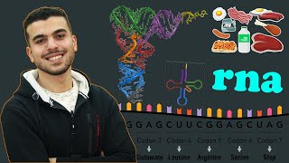 #أحياء_تالته_ثانوى | شرح أنواع الحمض النووى RNA ومقدمه جداً مهمه عن تصنيع البروتين 💁✌️🍗🧬