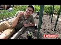 How To Prevent Control Identify Early Tomato Blight SIX Ways How To Prevent Control Identify Early Tomato Blight SIX Ways