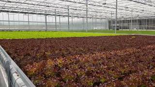 Kwekerij Jasta Spectro Light Agro 1300