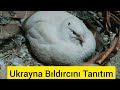 Ukrayna bldrcn nedir nasl beslenir ukrayna bldrcn tantm mutlaka izle