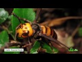 3 Wasps That Will Do Anything to Survive