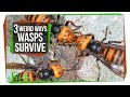 3 Wasps That Will Do Anything to Survive