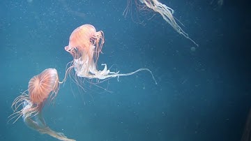 سورة_لقمان بصوت القارئ اسلام_صبحي