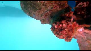 Geringfügiger Bewuchs An Propeller Und Welle Mit Kavitations-Hochdruckreiniger Beseitigt