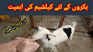 Bakron Ke Liye Calcium Kyun Zarori Hai | #Bakra Matti Khata Hai, Dewar Chat'ta Hai | Problem Solved. Bakron Ke Liye Calcium Kyun Zarori Hai | #Bakra Matti Khata Hai, Dewar Chat'ta Hai | Problem Solved.