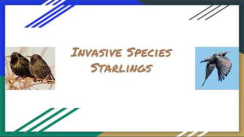 Invasive Starlings