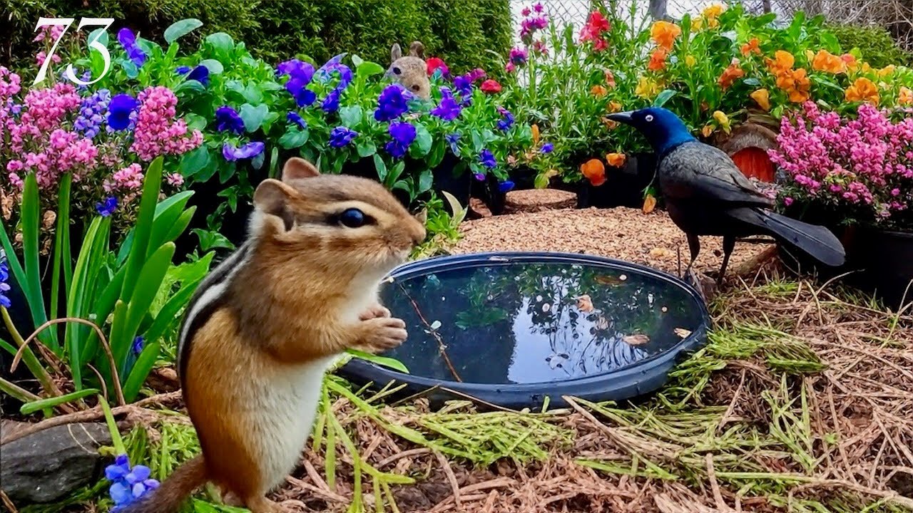Cat TV: Birds, Squirrels & Chipmunks Feasting in a Flower Garden. HD, 3+ Hours. Episode 73