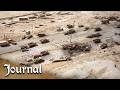 Highway Of Death Rare Footage Reveals The True Horror Gulf War 1991 