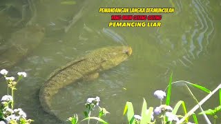 Pemandangan Sangat langka.! Saat Mancing ikan gabus besar di sungai liar Ikan nya seperti ini