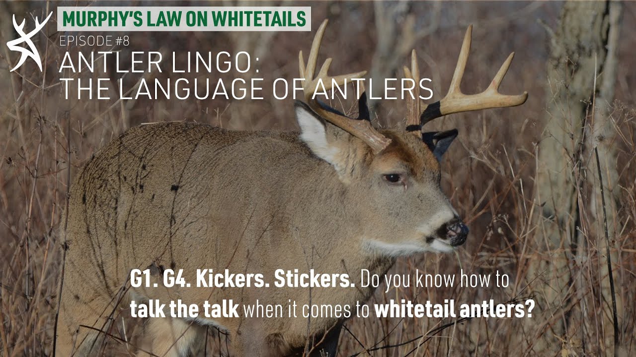 Can You Speak Deer Antler Lingo? Here's a Quick Guide - HuntStand