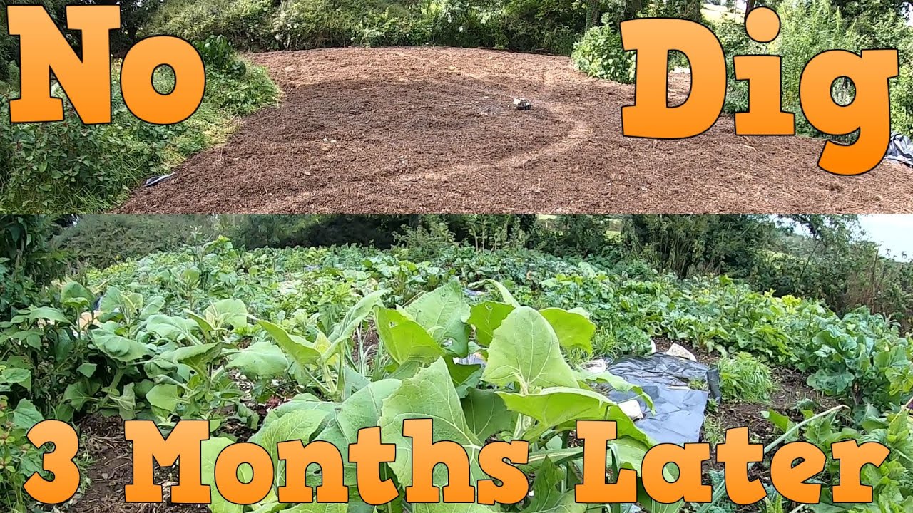 3 Month Tour No Dig Vegetable & Fruit Garden - YouTube